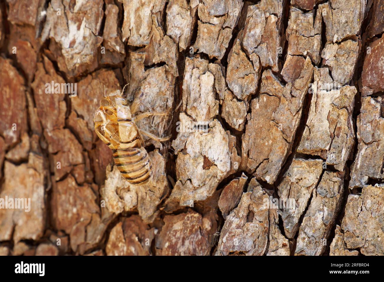 Cicada-Schale auf Baumrinde Stockfoto