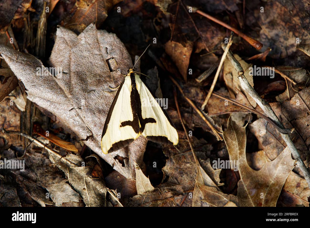 Clymene Hapola Moth auf Blättern Stockfoto
