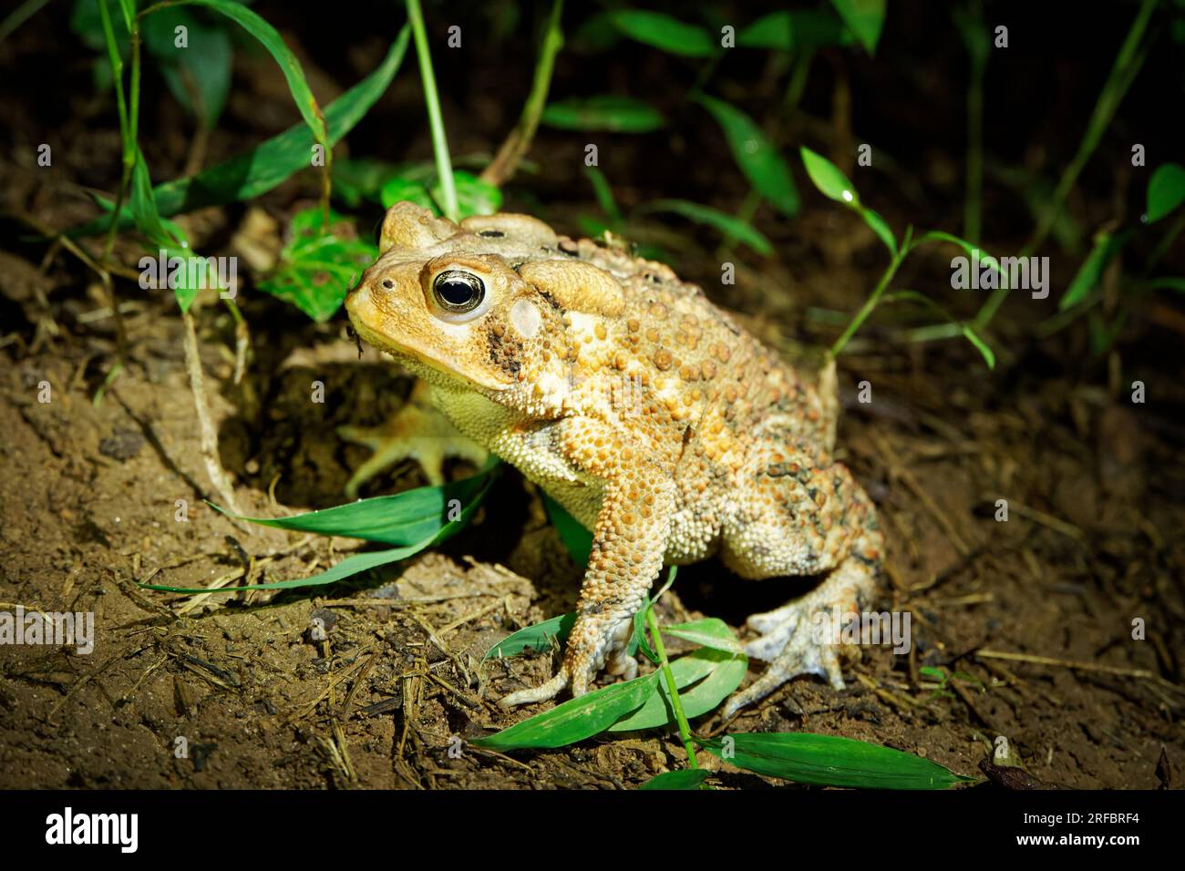 Ostasiatische Kröte bei Nacht Stockfoto