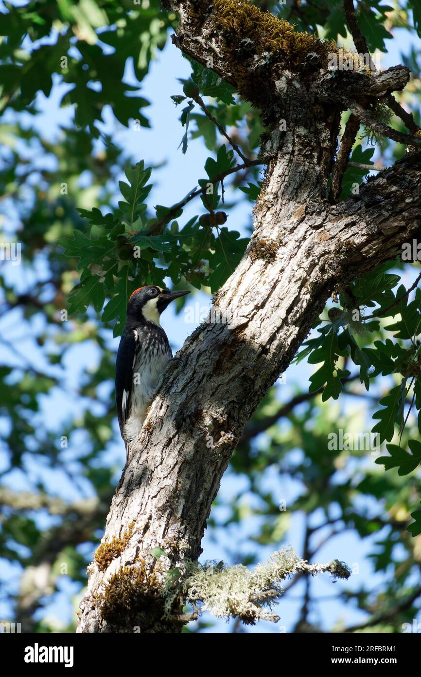 Acorn Woodpecker auf Astralfütterung Stockfoto