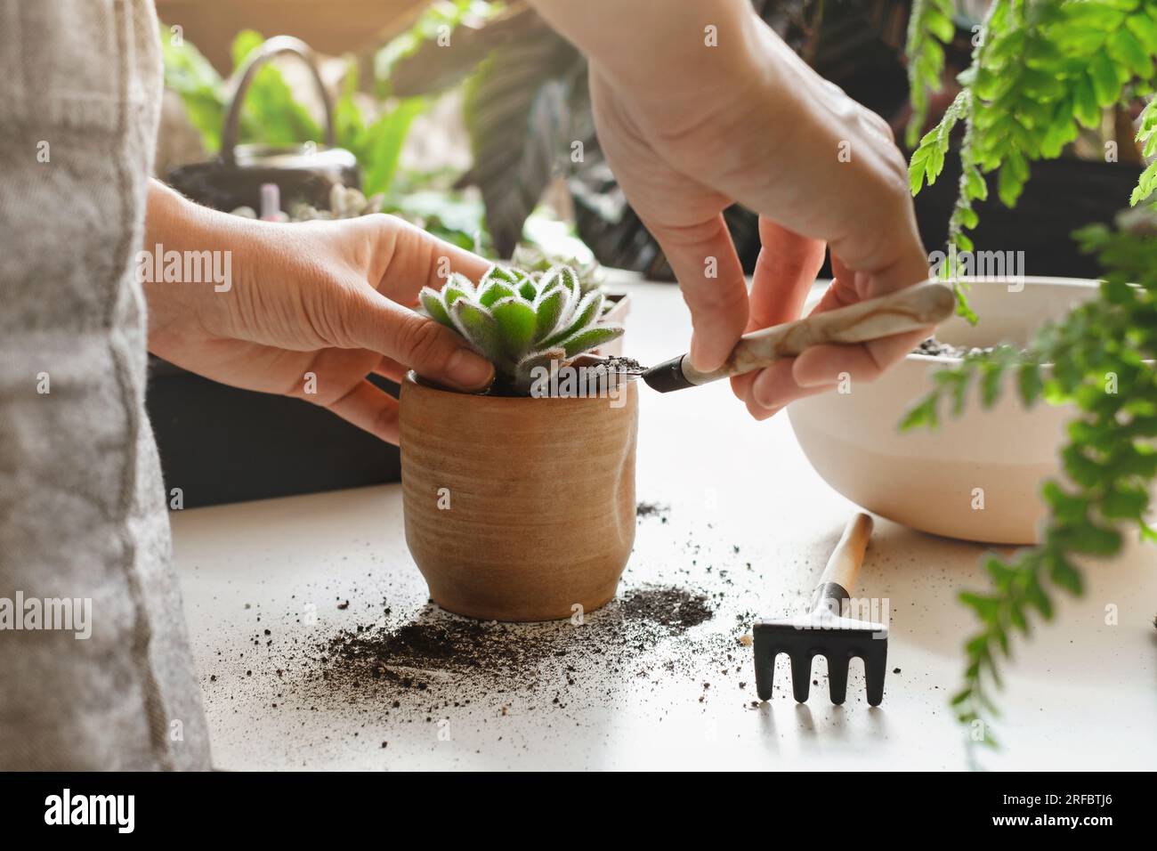 knstlicher bonsai Knstlicher BonsaiNobunaga
