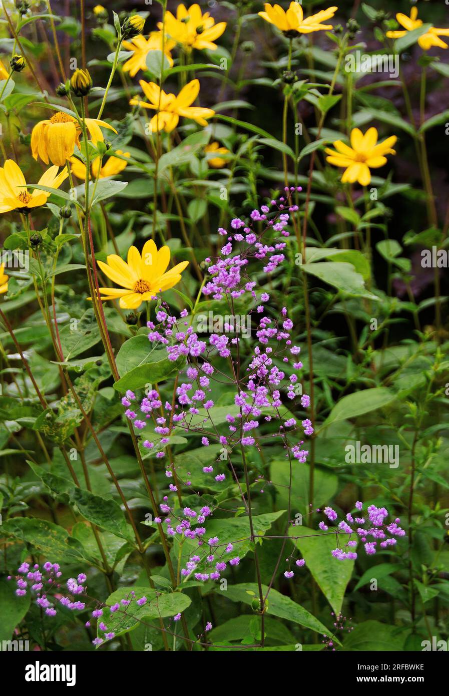 Thalictrum delavayii „Hewitt’s Double“ und Helianthus tuberosus Stockfoto