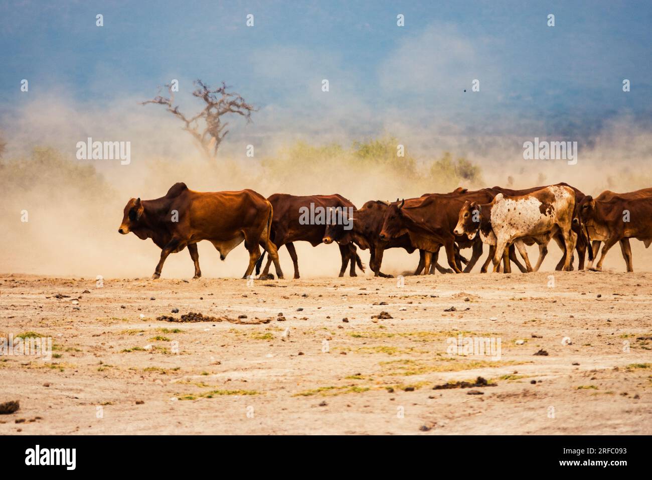 Eine Herde masai boran weidet im Amboseli-Nationalpark, Kenia Stockfoto