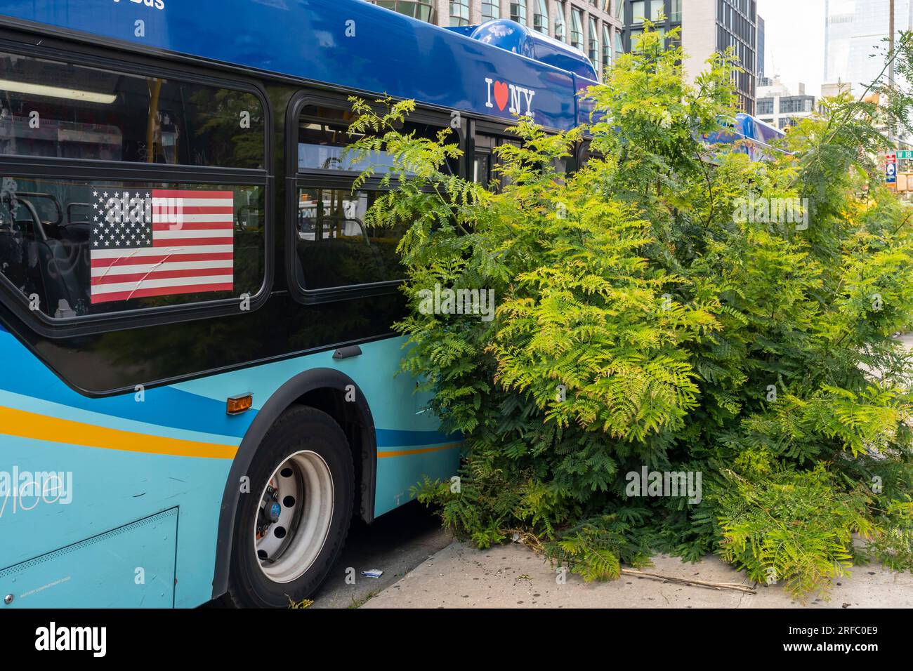 Der NYCTA-Bus parkte in Chelsea mit wilden Bäumen, die aus einer verlassenen Baumgrube wuchsen, gesehen am Dienstag, den 1. August 2023. (© Richard B. Levine) Stockfoto