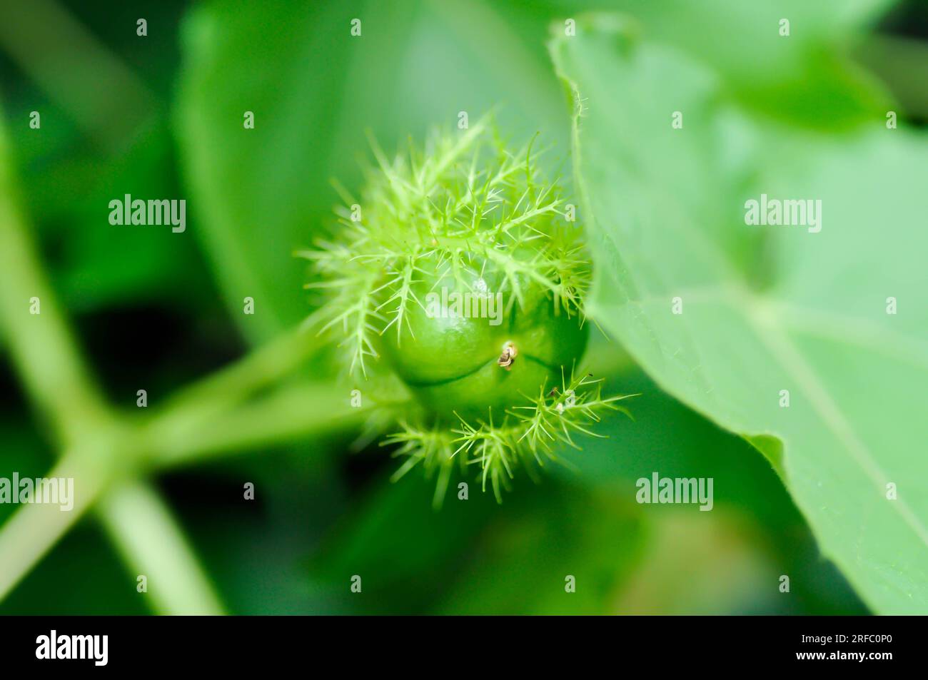 Passiflora foetida L, fetide Passionsblume oder Karlettenblume Passionsblume oder stinkende Passifloraceae Samen Stockfoto
