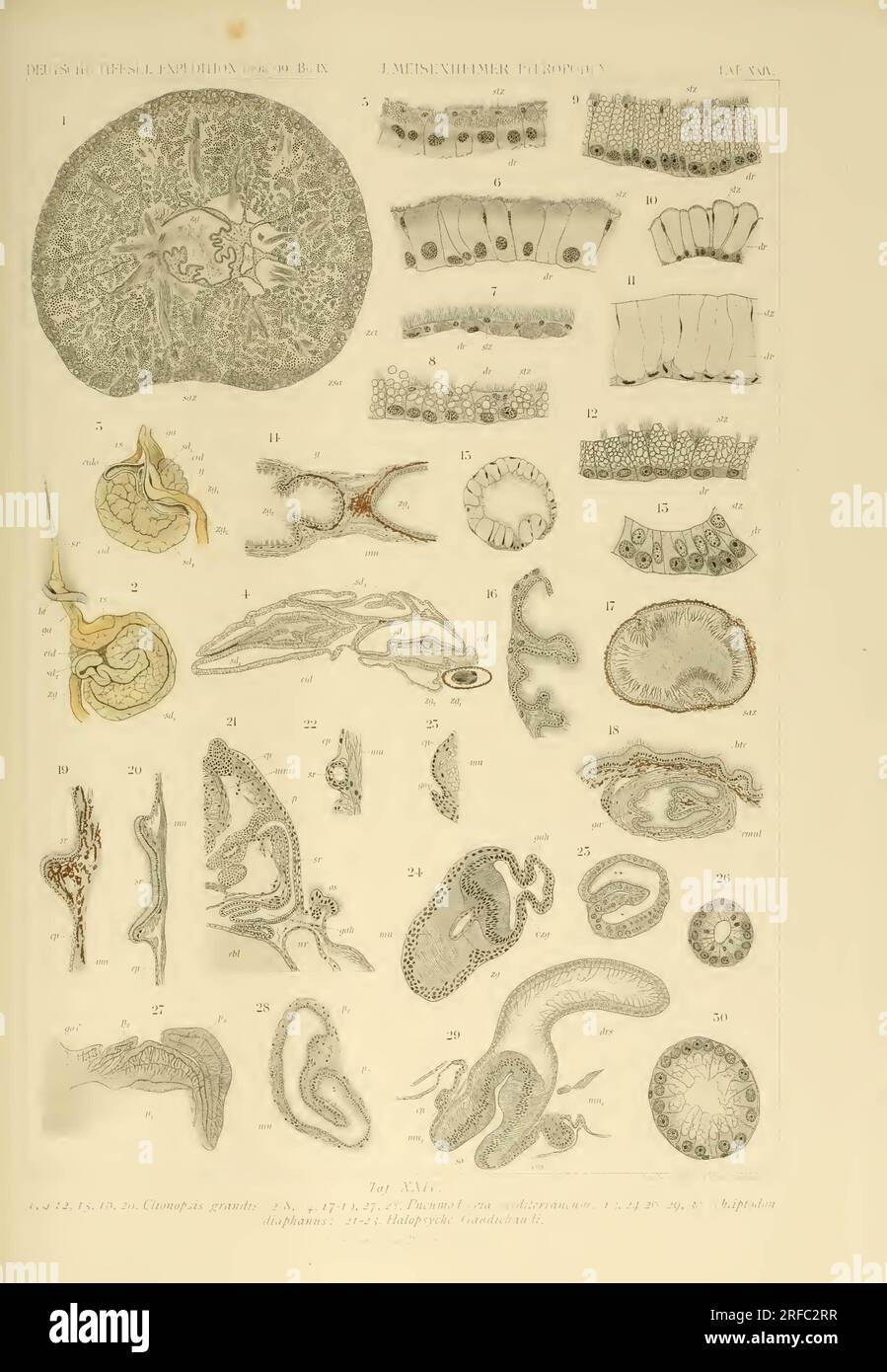 Wissenschaftliche Ergebnisse der Deutschen Tiefsee-Expedition auf dem Dampfer 'Valdivia' 1898-1899 Stockfoto