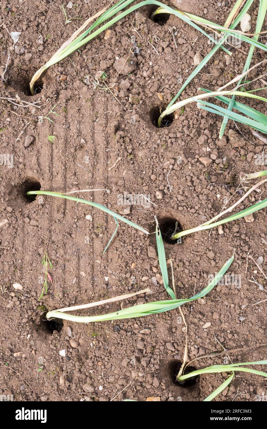 Frisch gepflanzter Lauch, Allium ampeloprasum „Musselburgh“, in großen Löchern, bereit zum Eingießen. Stockfoto