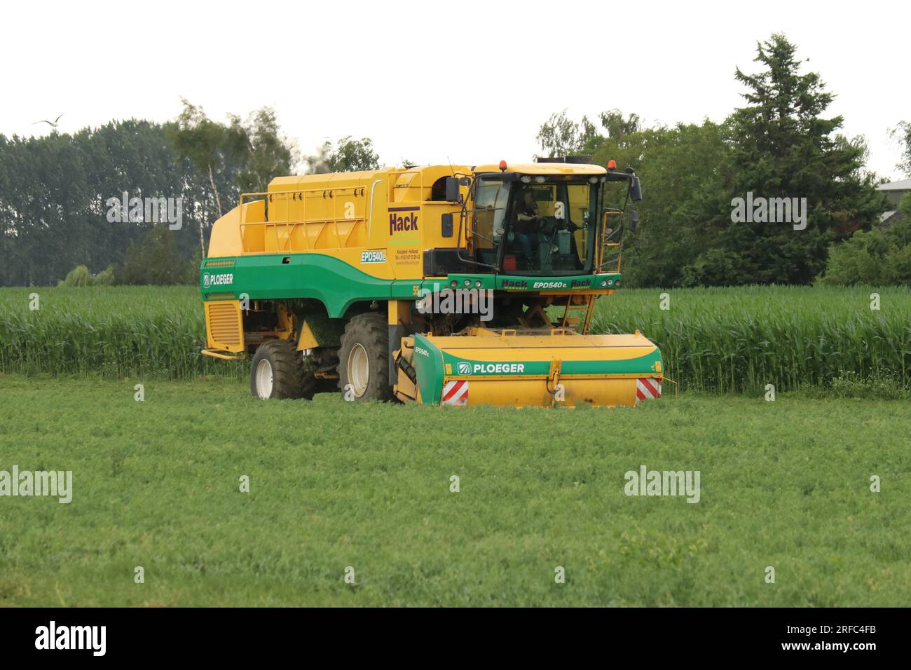 Im Sommer erntet eine Erbsenerntemaschine in holland auf einem grünen Feld Erbsen Stockfoto