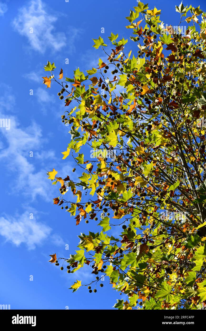 Ahornblättriger Ebenbaum mit Früchten und wunderschönen Herbstfarben Stockfoto