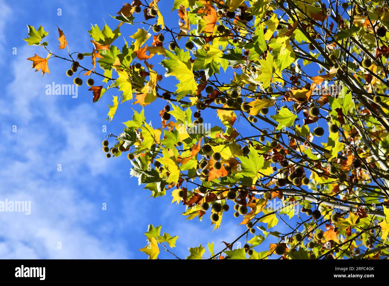 Ahornblättriger Ebenbaum mit Früchten und wunderschönen Herbstfarben Stockfoto