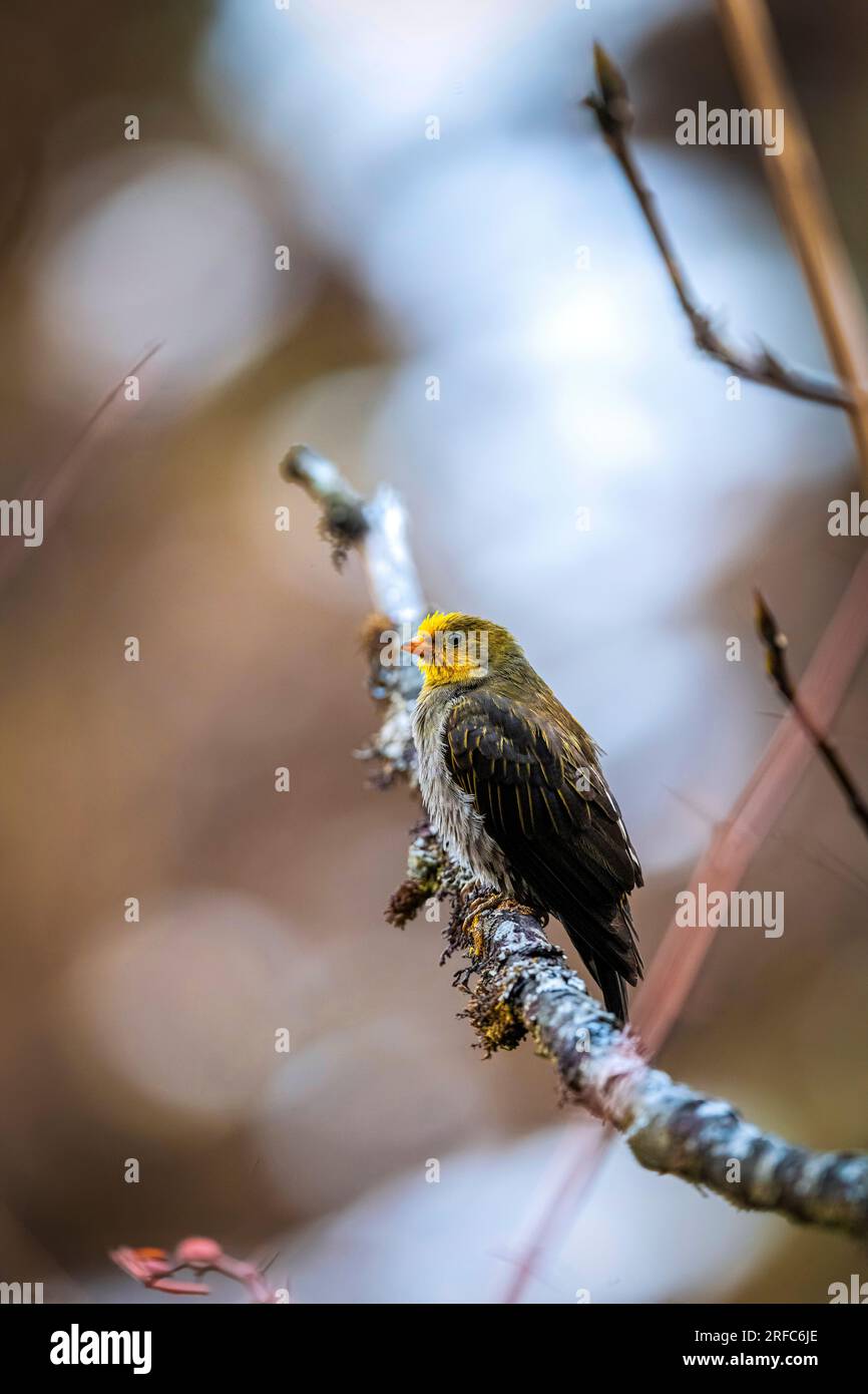 Eine Begegnung mit dem seltenen Yellow-rumped Honeyguide auf der Lachen Road, North Sikkim, Indien Stockfoto