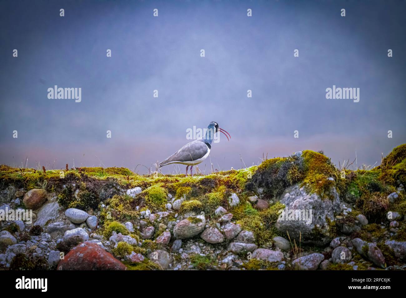 Ein einsamer Ibisbill wandert am Ufer des Lachung Chu im nördlichen Bezirk von Sikkim, Indien Stockfoto