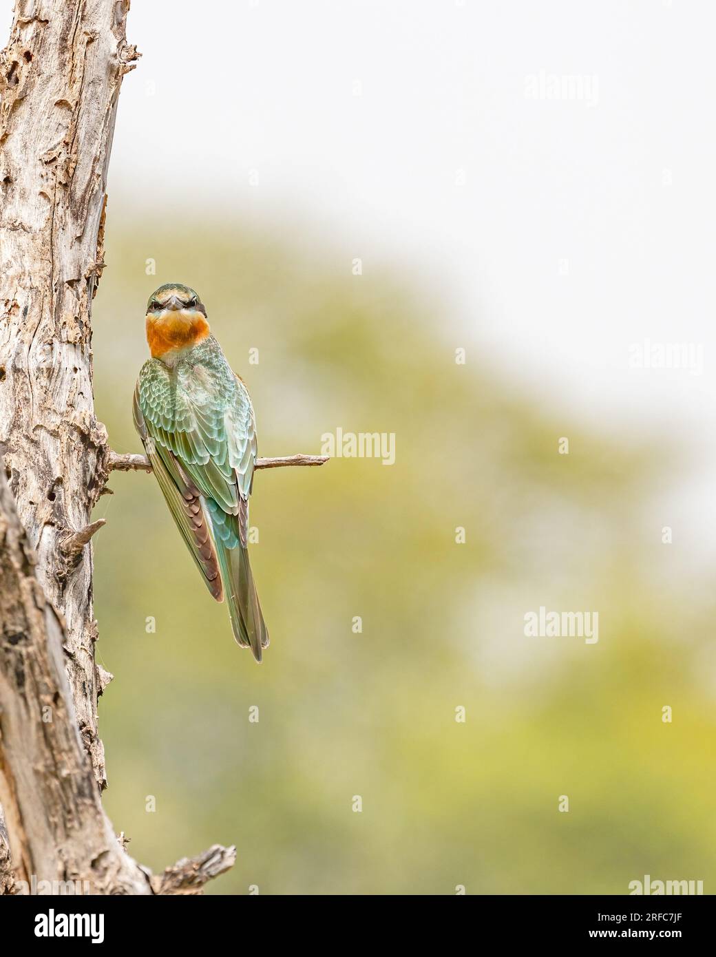 Ein eurasischer Bienenesser, der zurückblickt Stockfoto