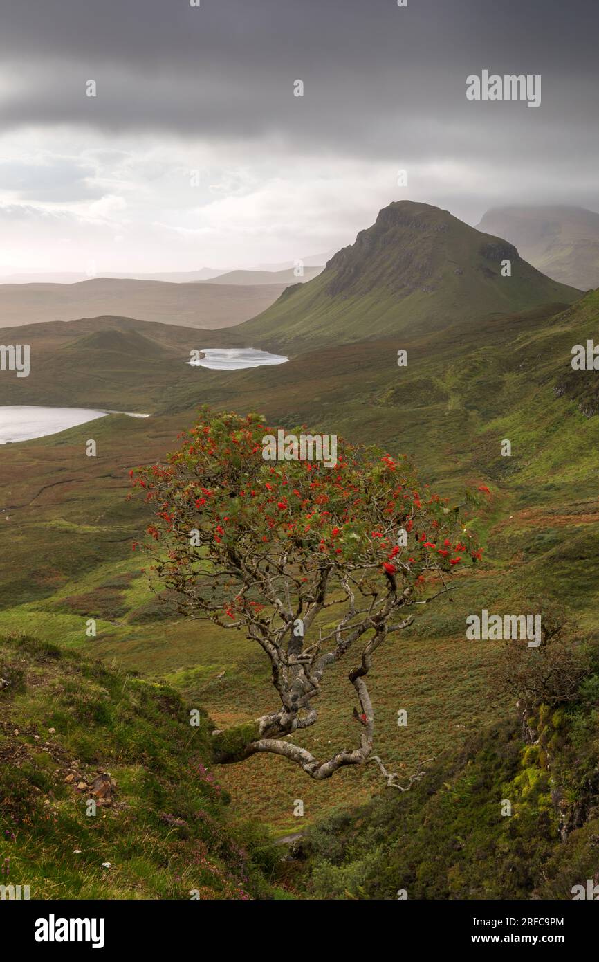 Rowan Tree mit Blick auf Quiraing und die Trotternish Ridge Isle of Skye, schottland Stockfoto