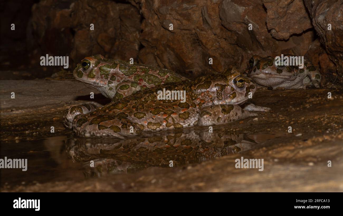 Europäische Grüne Kröte (Bufotes viridis) Frosch Stockfoto