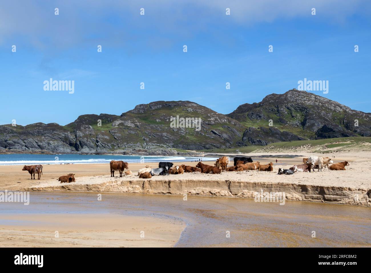 Kühe auf Kiloran Bay Colonsay, schottische Highlands Stockfoto