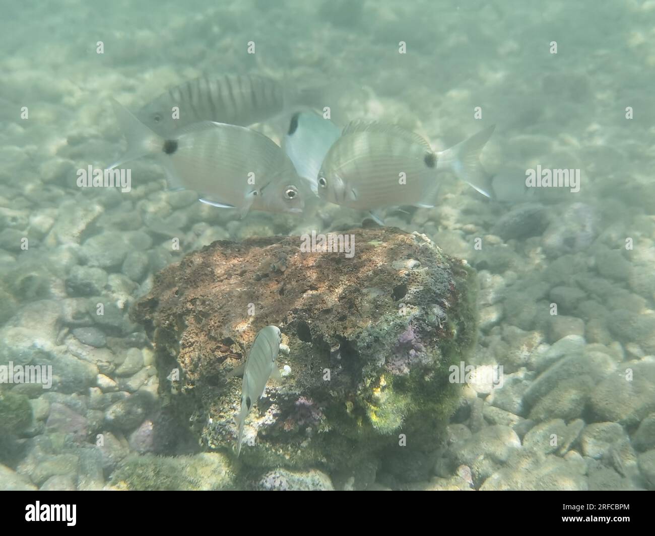 GRIECHENLAND - FISCH AM GRUND DES STRANDES VON NAFPLIO Nafplio, Griechenland, Mittwoch, 2. August 2023 . Angeln am Fuße des Karathona-Strandes in der Stadt Nafplion auf dem östlichen Peloponnes. Fische während dieser Zeit, aufgrund des warmen Wassers, nähern Sie sich dem flachen Wasser, um Nahrung zu finden. Kredit: Vangelis Bougiotis/alamy Live News Stockfoto