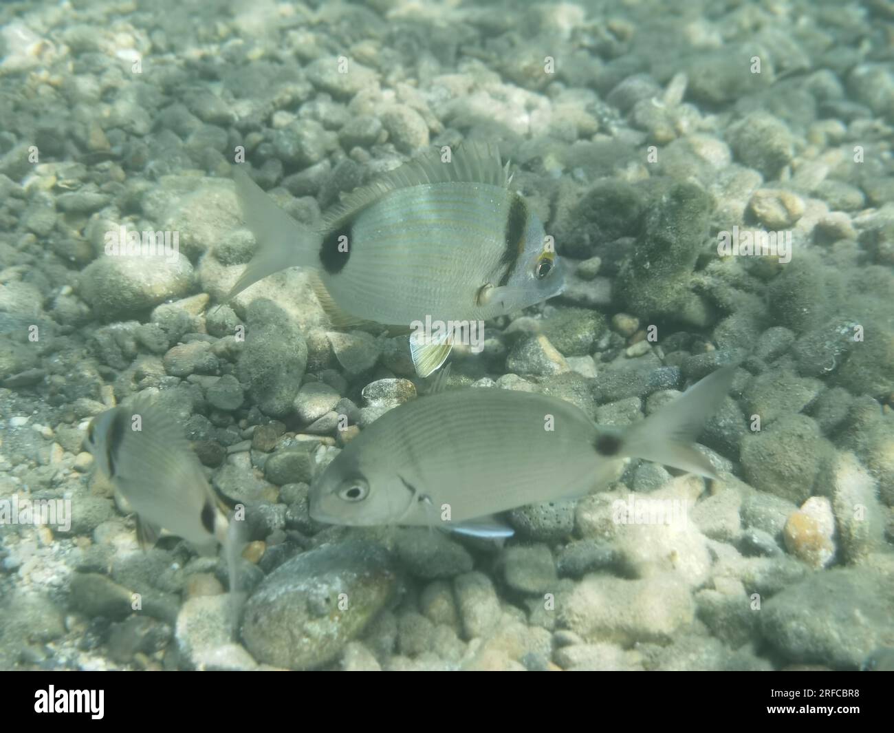 GRIECHENLAND - FISCH AM GRUND DES STRANDES VON NAFPLIO Nafplio, Griechenland, Mittwoch, 2. August 2023 . Angeln am Fuße des Karathona-Strandes in der Stadt Nafplion auf dem östlichen Peloponnes. Fische während dieser Zeit, aufgrund des warmen Wassers, nähern Sie sich dem flachen Wasser, um Nahrung zu finden. Kredit: Vangelis Bougiotis/alamy Live News Stockfoto