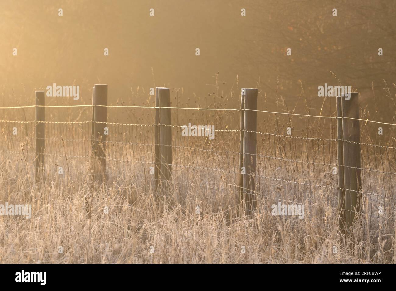 Einfacher Zaun in goldenem Licht getaucht Stockfoto