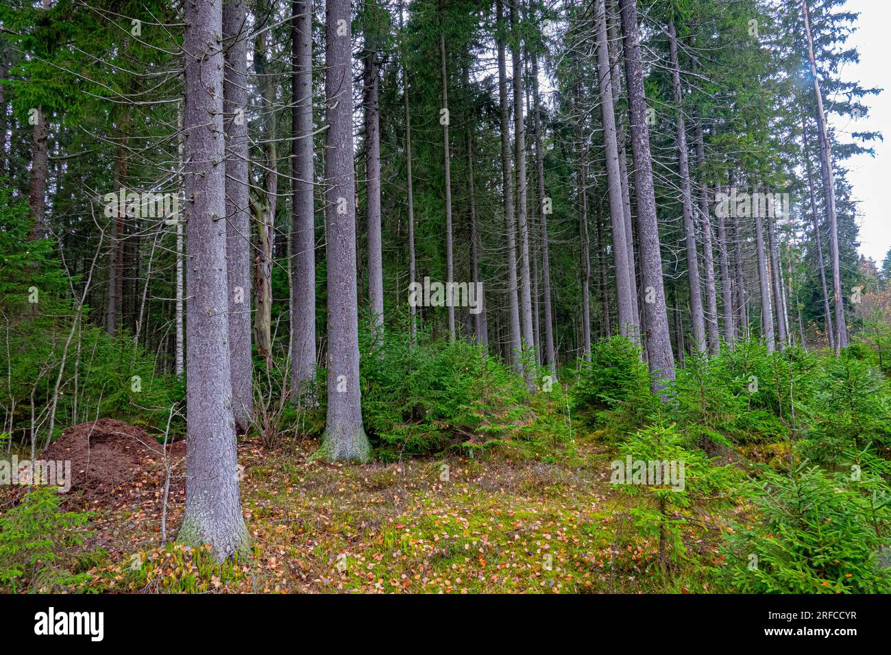 Forstwissenschaft, Sylvikultur. Der Atelong-Holzbestand der europäischen Fichte (Picea excelsa, P. abies) in den borealen Wäldern Nordosteuropas. Woodside Stockfoto