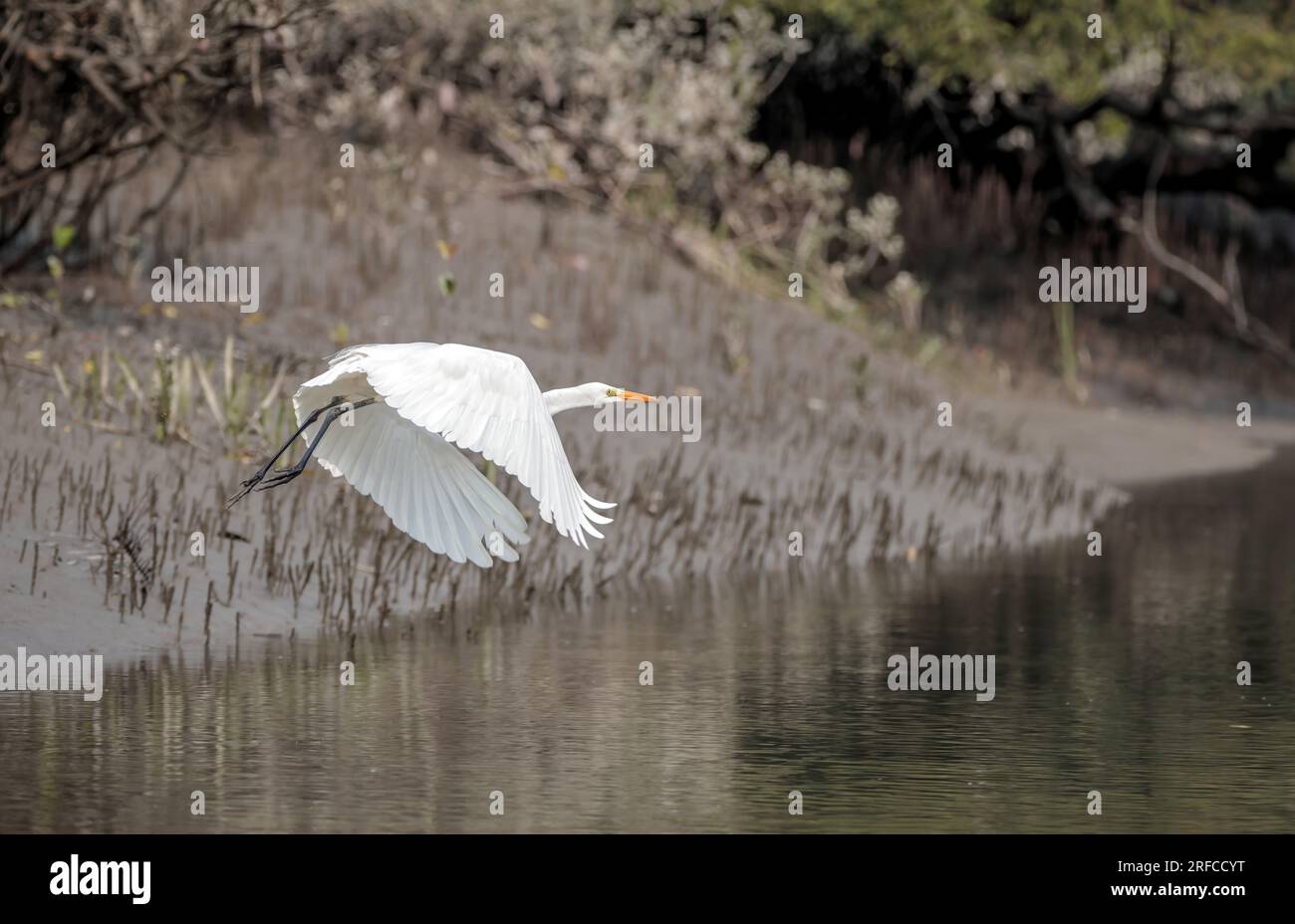 Ein mittelgroßer Reiher ist ein mittelgroßer Reiher bei flight.intermediate Reihereiern, Mittelreihereihern oder Gelbschnabeleihern. Dieses Foto wurde von sundarbans gemacht. Stockfoto