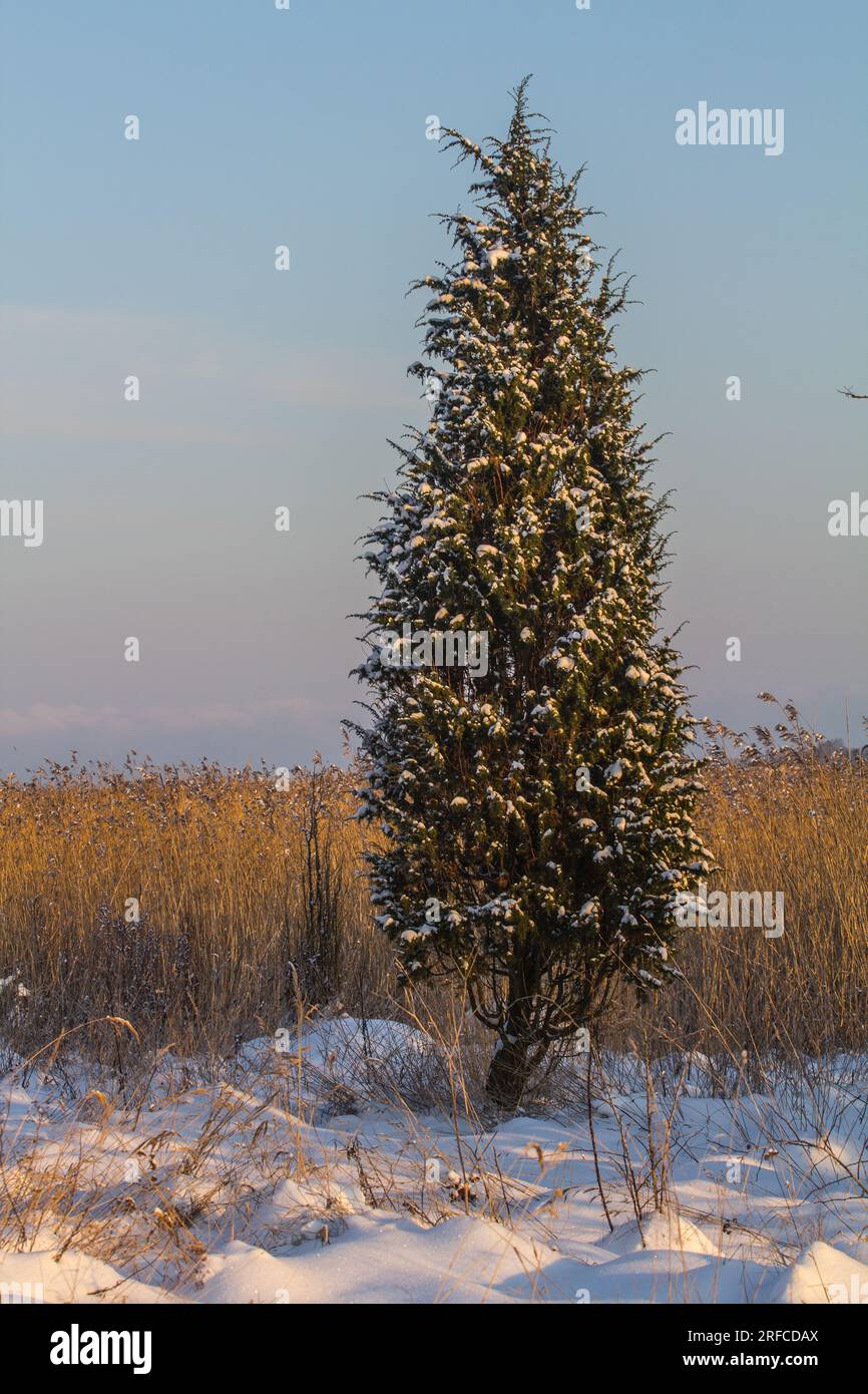 Wunderschöne alte symmetrische Seezunge (Juniperus communis) im Winter am Ufer einer Schilflagune. Ostsee Stockfoto