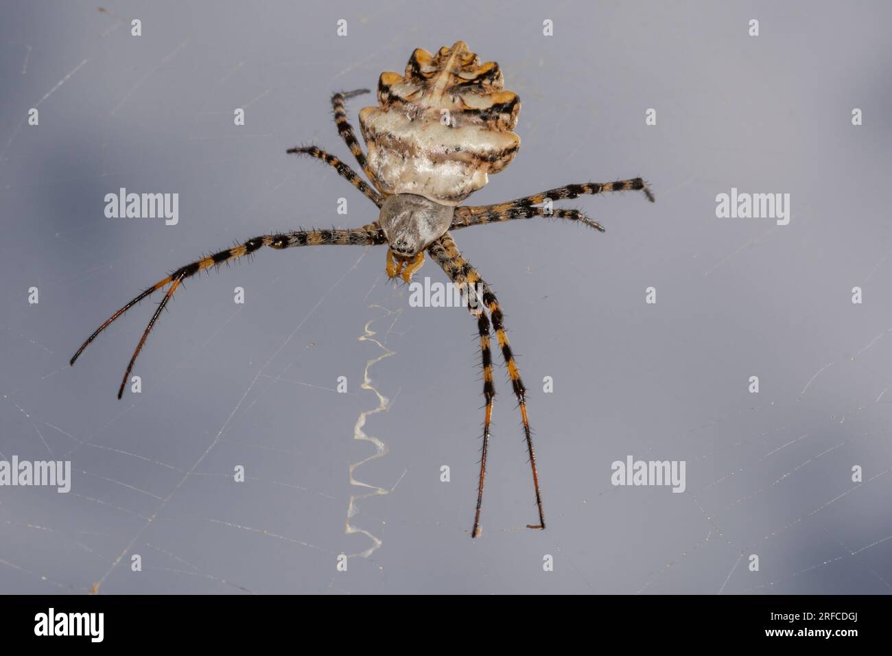 Argiope lobata Spider und Netz Stockfoto