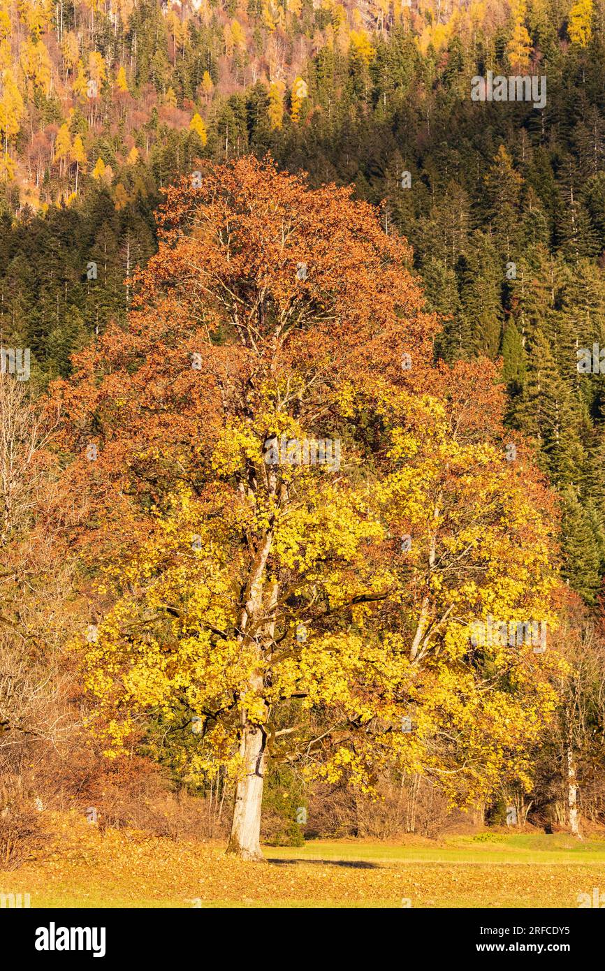 Trentino Val Canali - Parco Naturale Paneveggio Pale di San Martino Stockfoto