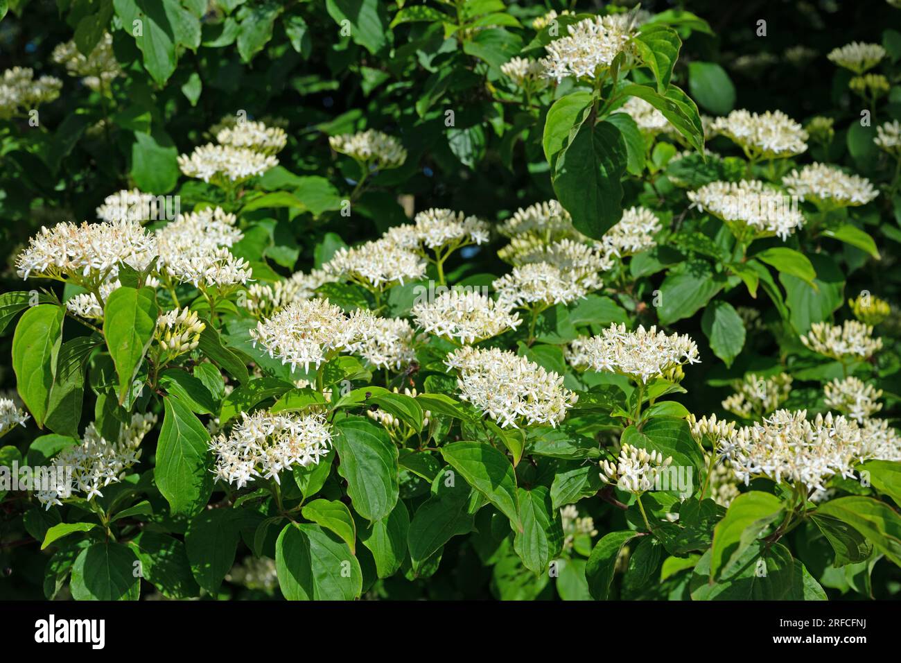 Blühender roter Dogwood, Cornus sanguinea Stockfoto