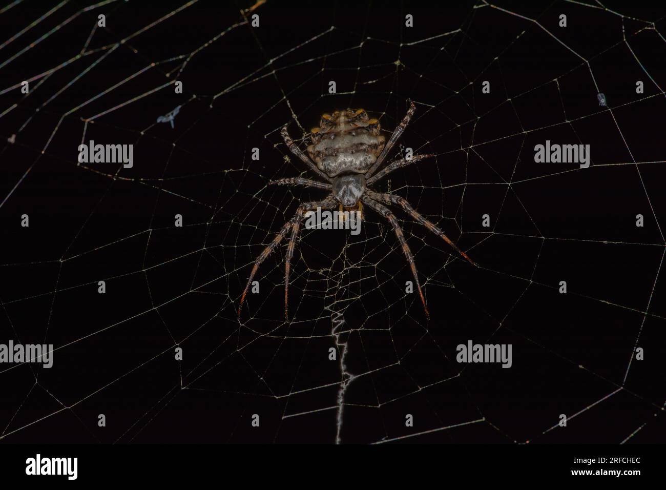 Argiope lobata Spider und Netz Stockfoto