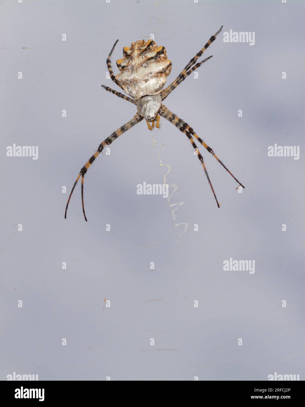 Argiope lobata Spider und Netz Stockfoto