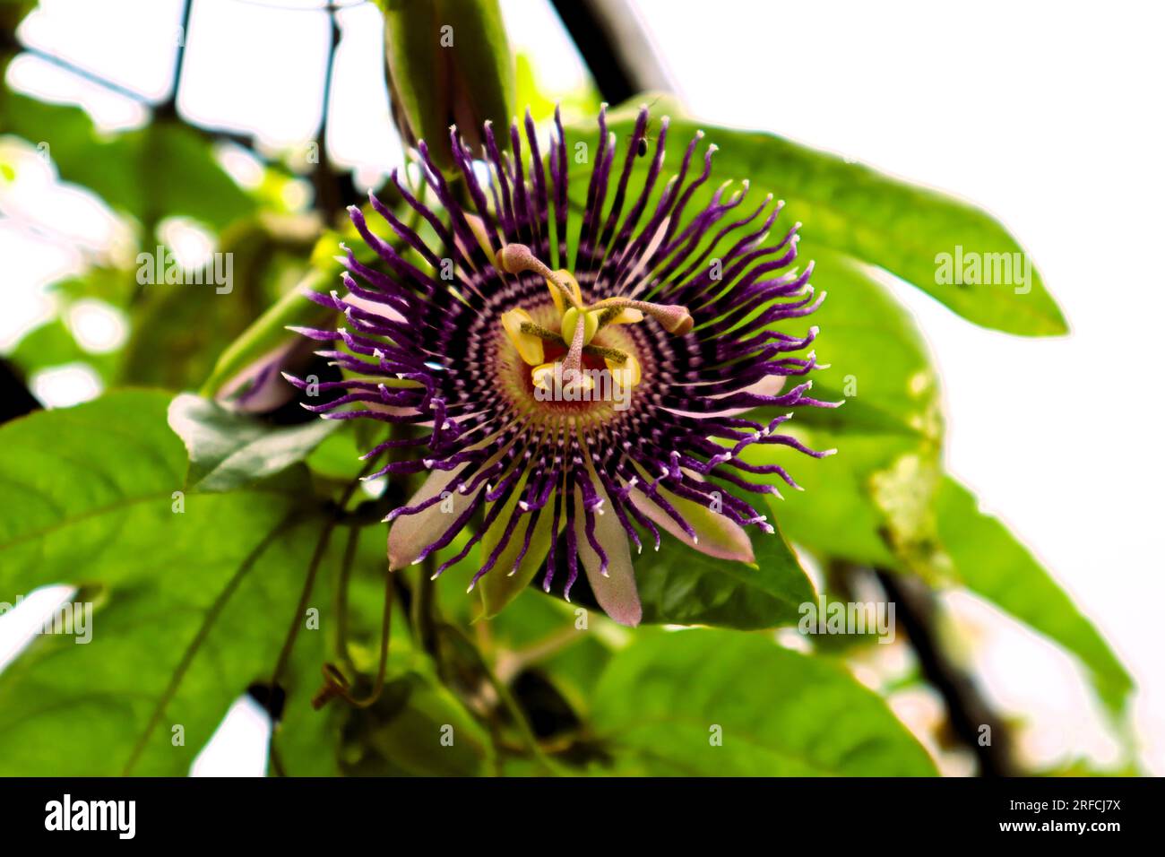DIE SELTENSTE BLUME, DIE ICH JE GESEHEN HABE Stockfoto
