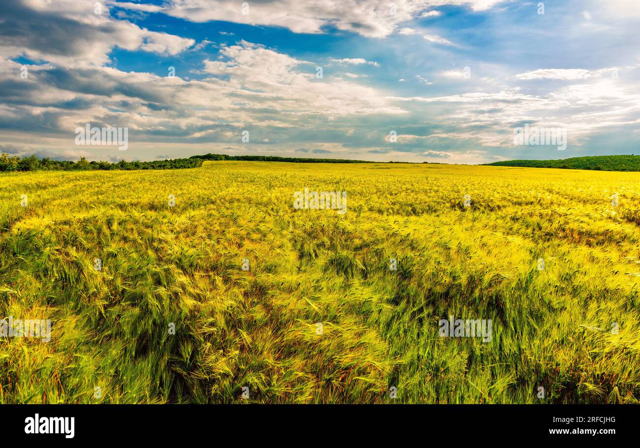 Ackerland mit reifem Weizenanbau Stockfoto