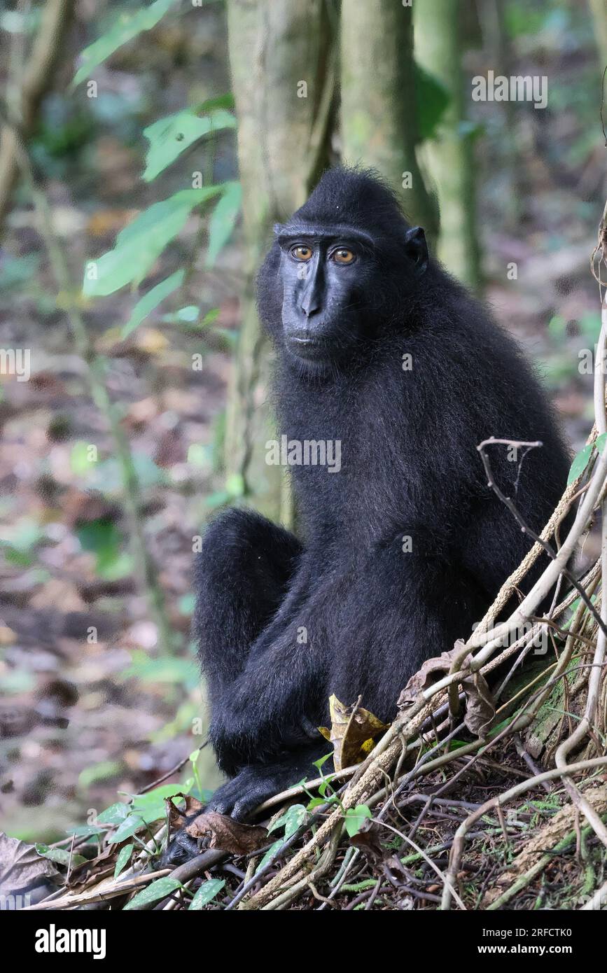 Celebes Crested Macaque (Macaca nigra), der dich anschaut, Sulawesi, Indonesien Stockfoto