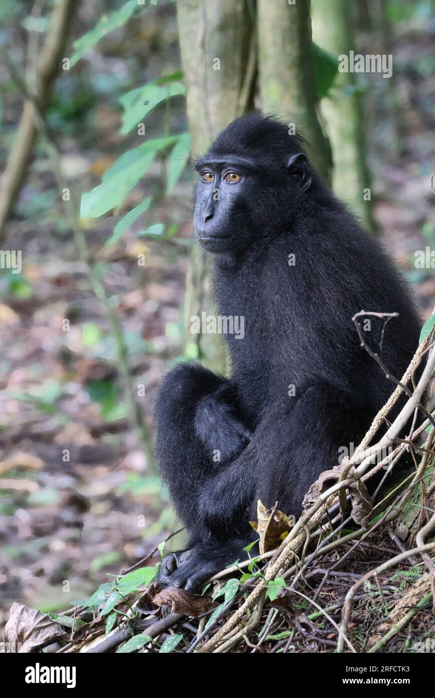 Celebes Crested Macaque Portrait (Macaca nigra), Sulawesi, Indonesien Stockfoto