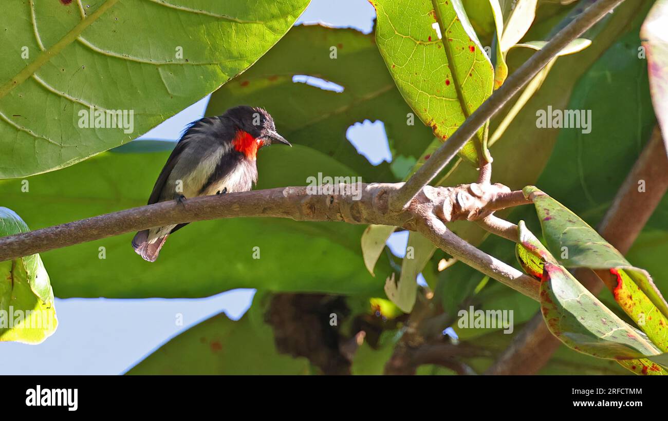 Grauer Blumenspecht (Dicaeum celebicum), einheimischer Vogel Indonesiens Stockfoto