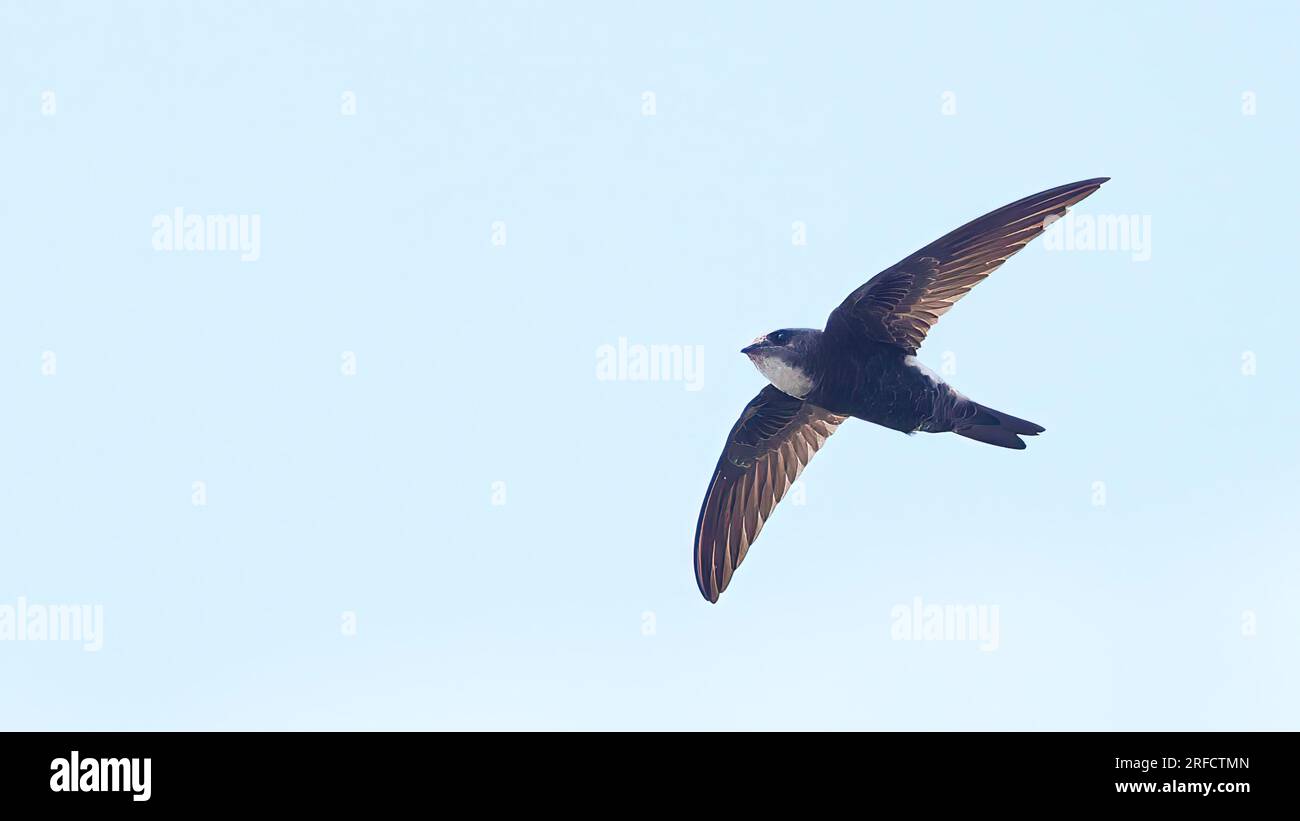 House Swift im Flug (Apus nipalensis), Vogel aus Indonesien Stockfoto