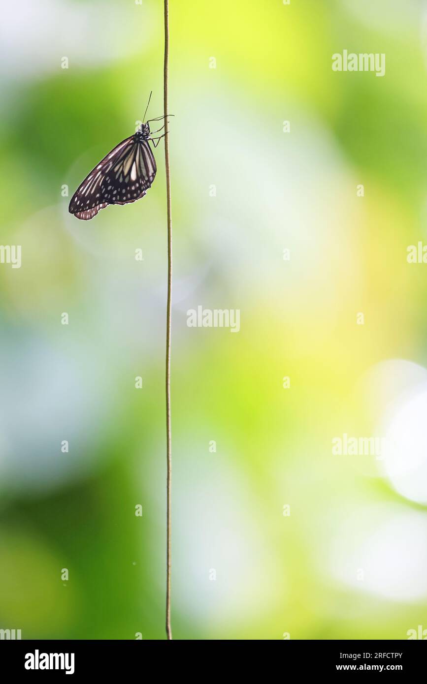 Tropischer Schmetterling, der an einem vertikalen Filament hängt, Indonesien Stockfoto