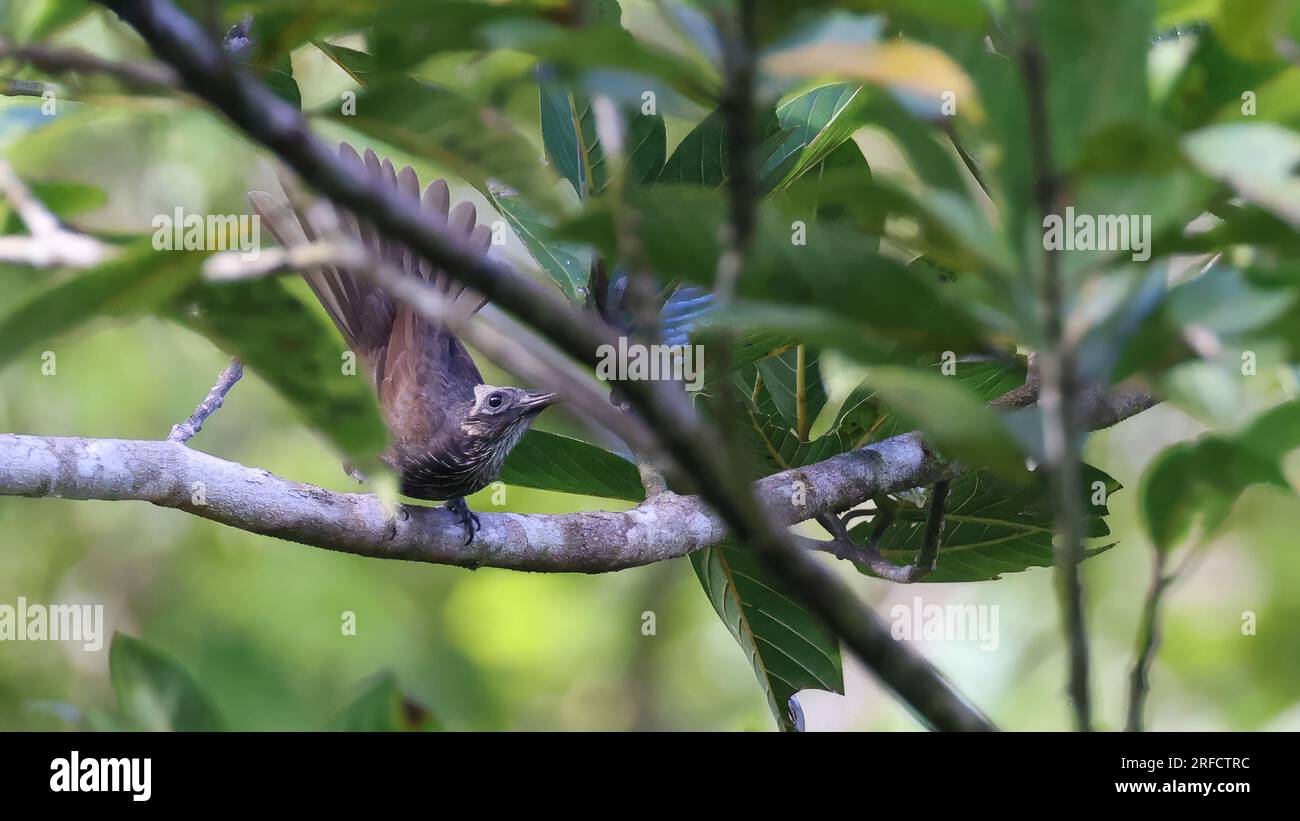 Weißstreifenfriarbird (Melitograis gilolensis), endemischer Vogel Indonesiens Stockfoto