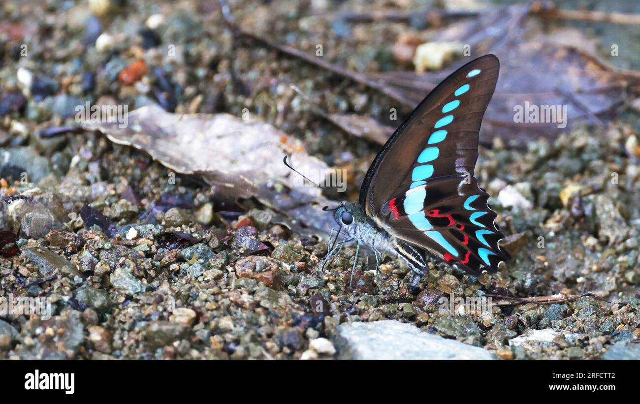 Wunderbarer Schmetterling von Sulawesi, Indonesien Stockfoto