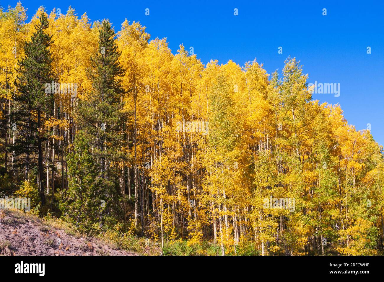 Herbstfarbe: Aspen Tree Laub wird gelb und orange auf dem US 550, dem „Million Dollar Highway“ in Colorado. Stockfoto