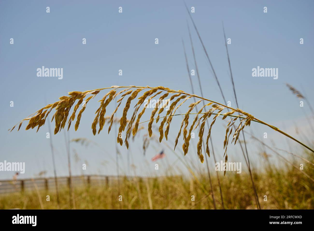 Dies ist ein fotorealistisches Bild eines einzelnen Stiels von Hafer im Vordergrund mit blauem Himmel und einem Strand im Hintergrund. Stockfoto
