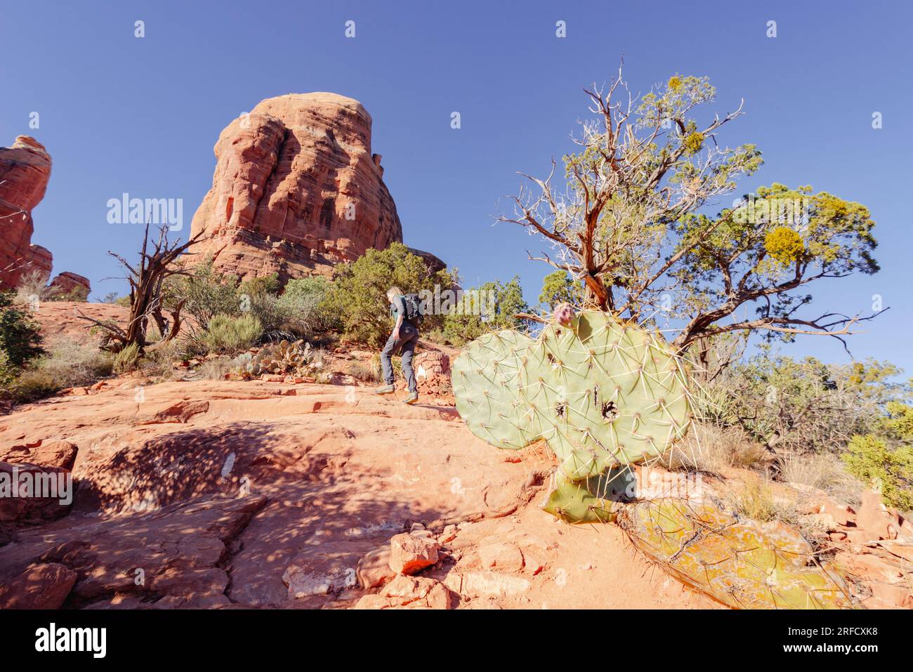 Eine Frau klettert die Felsen hinauf in Richtung Cathedral Rock in Sedona, Arizona, USA Stockfoto