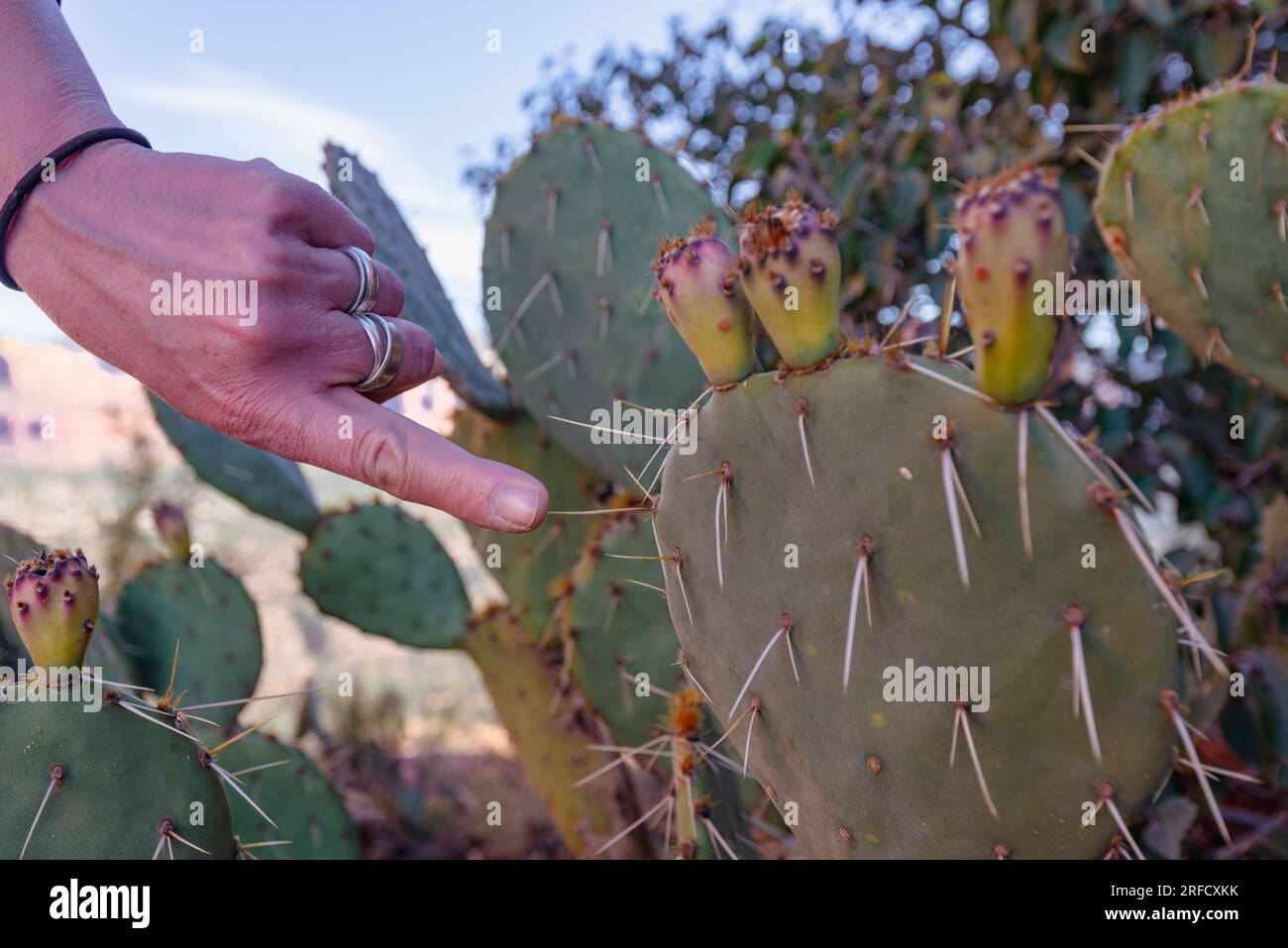 Ein Finger ruht auf dem scharfen Dorn eines Kaktusdorns mit stacheliger Birne in der Wüste rund um Sedona in Arizona Stockfoto