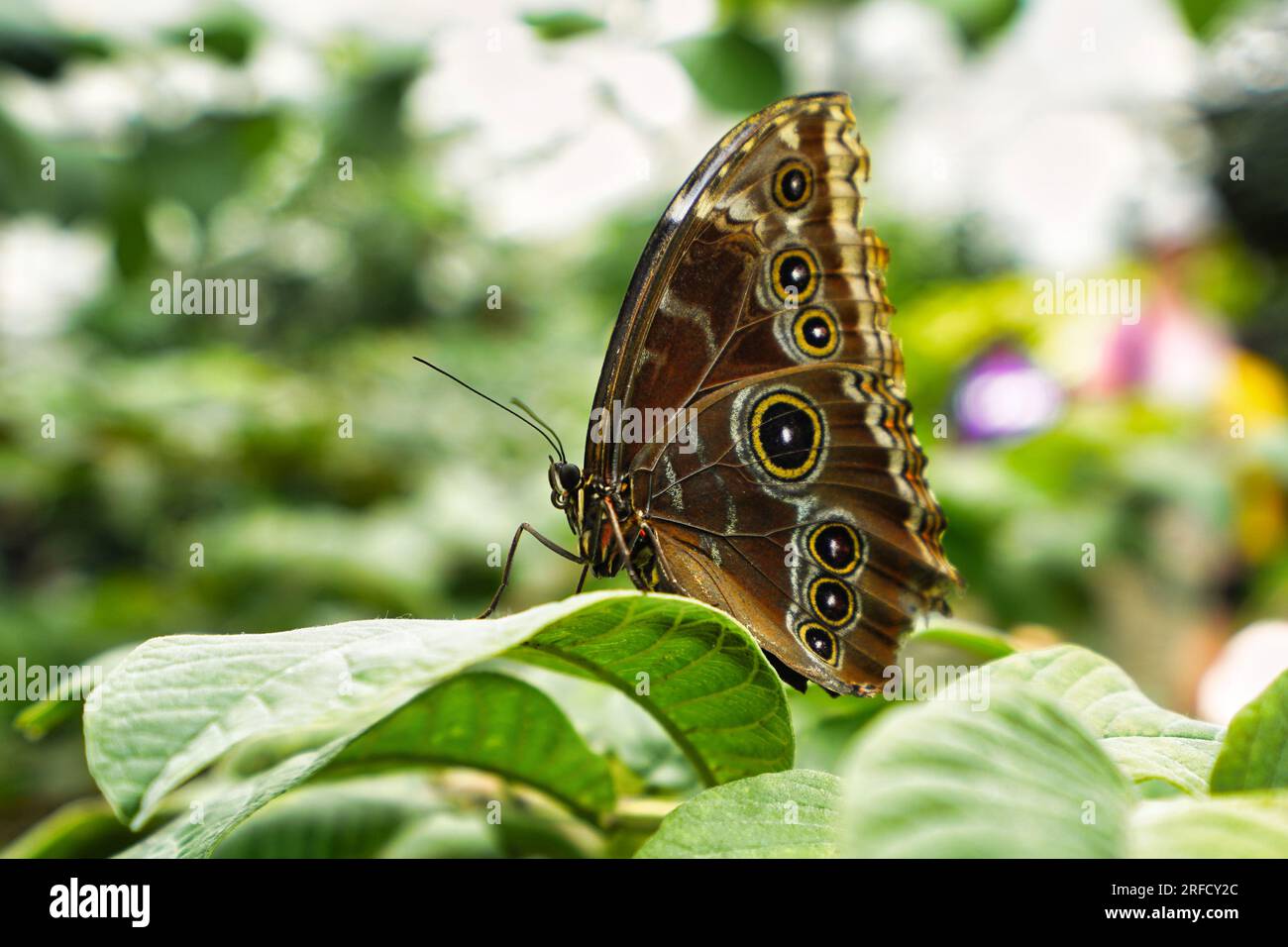 Gewöhnliches Morphium auf einem Pflanzenblatt. Stockfoto