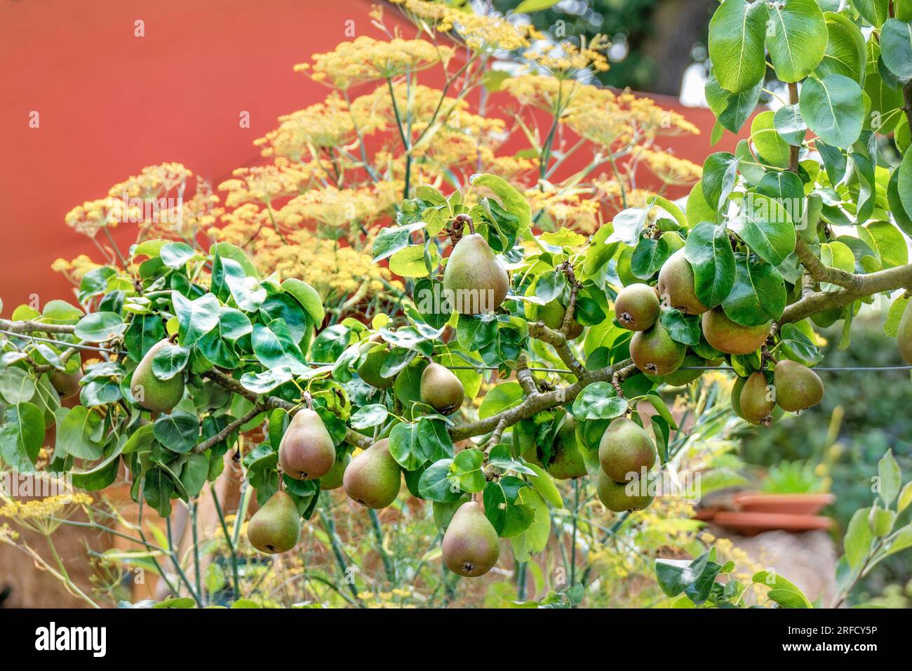 SPALIER ESPALIERED Birne Fruit Tree 'Beurre Hardy' (Pyrus communis 'Beurre Hardy') Spalier trainierte Reifung im Sommerküchengarten mit Sonnenschirm UK Stockfoto