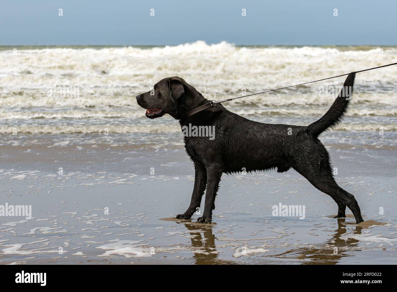 Schwarzer Hund an der Leine steht am Strand Stockfoto