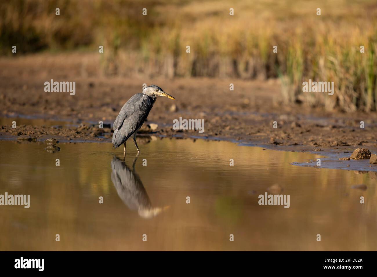 Graureiher, Ardea cinerea, Vogelspiegelung im Teich, sonnig gegen Abend, Tschechische republik Stockfoto