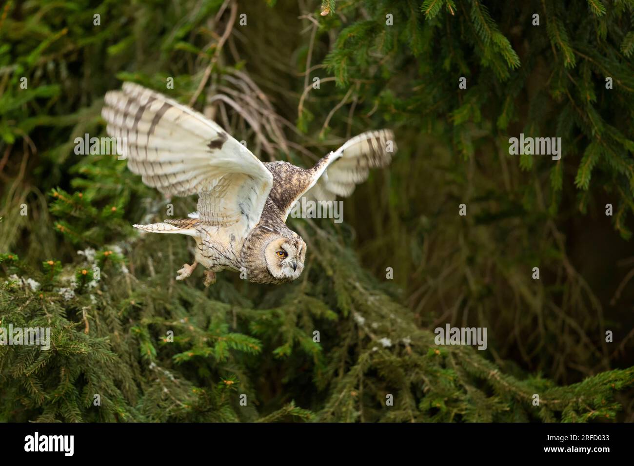 Langohrige Eule fliegt mit einem hellen Hintergrund in einer Feder. ASIO otus. Kurze Zeit mit gefrorenen Flügeln Position. Wildlife-Szene aus der Natur Stockfoto