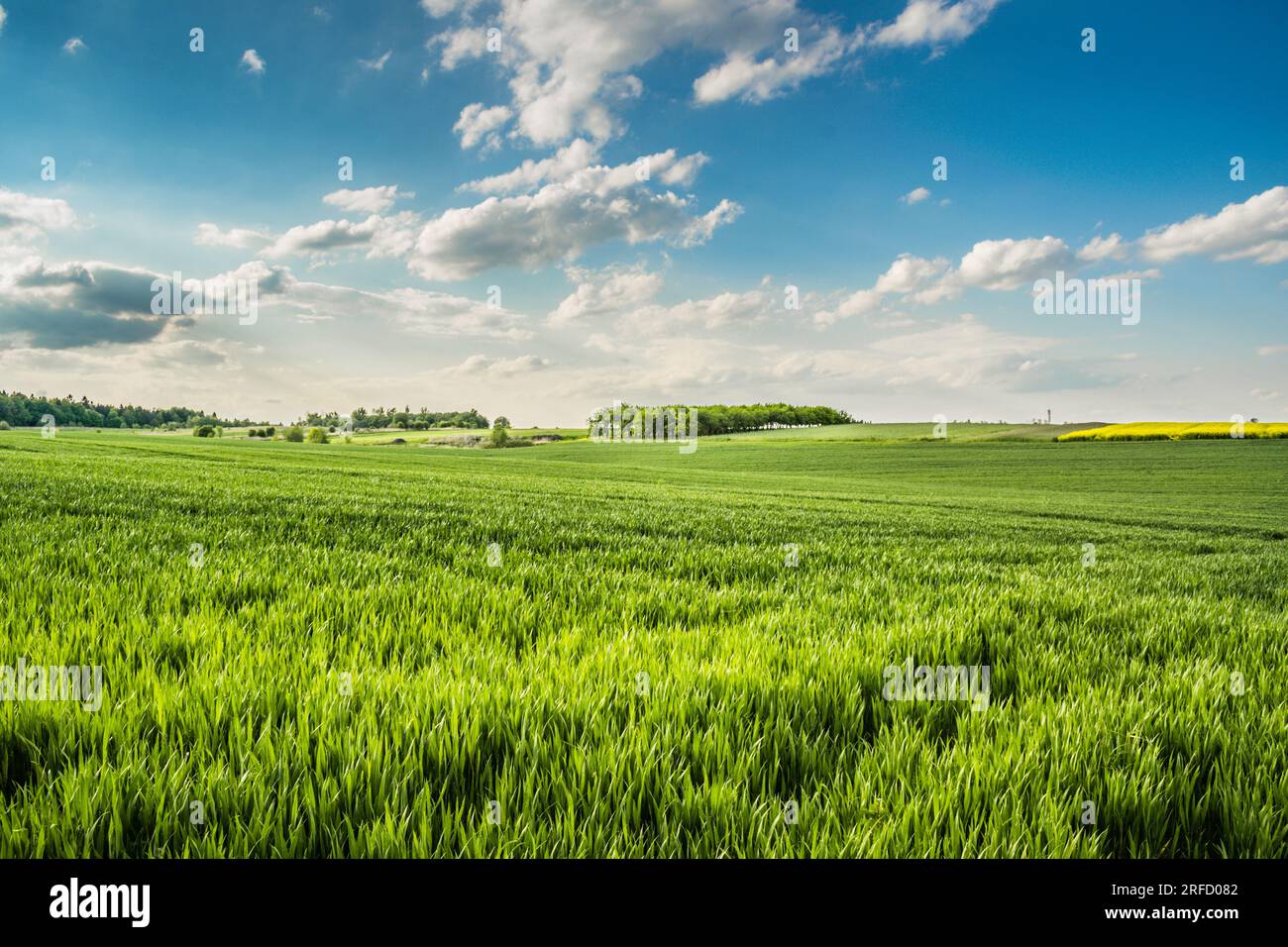 Ackerland mit grünen Bäumen und Wolken am Himmel Stockfoto